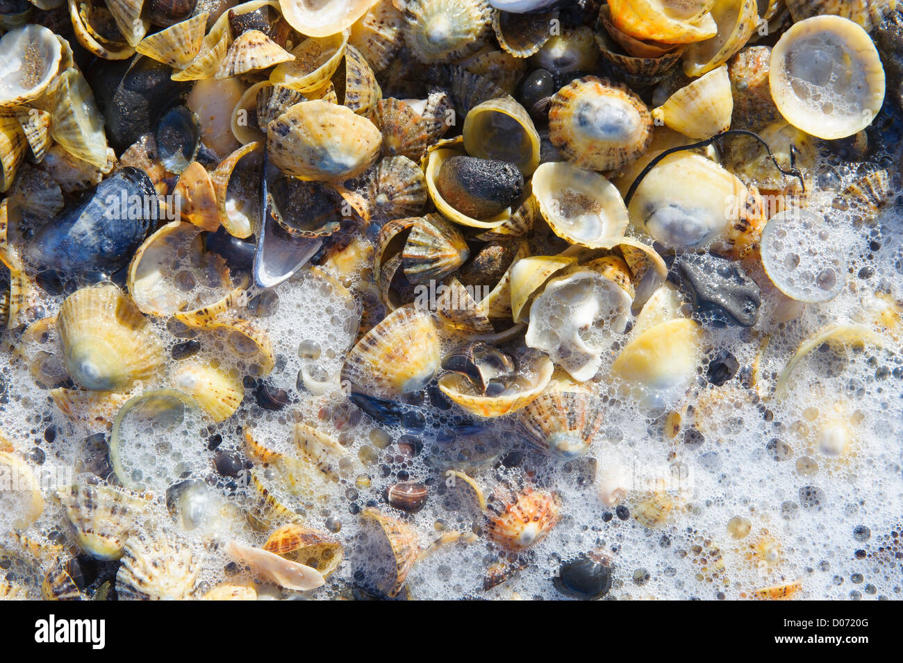 Limpet e gusci di cozze su una spiaggia con le onde in arrivo. Foto Stock