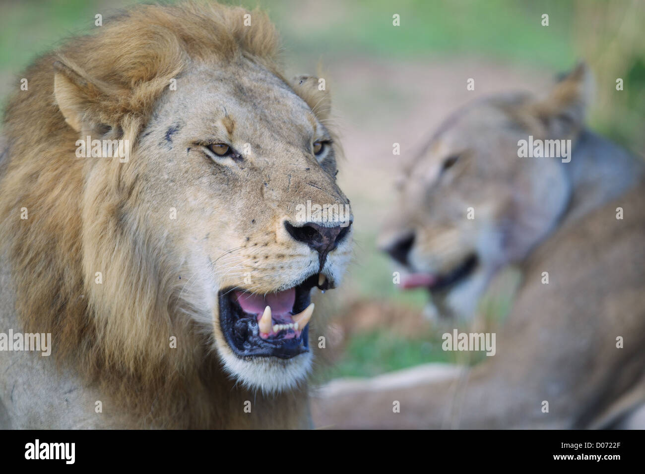 Maschio e femmina African Lion Panthera leo in Mikumi Game Reserve . Sud della Tanzania. Foto Stock