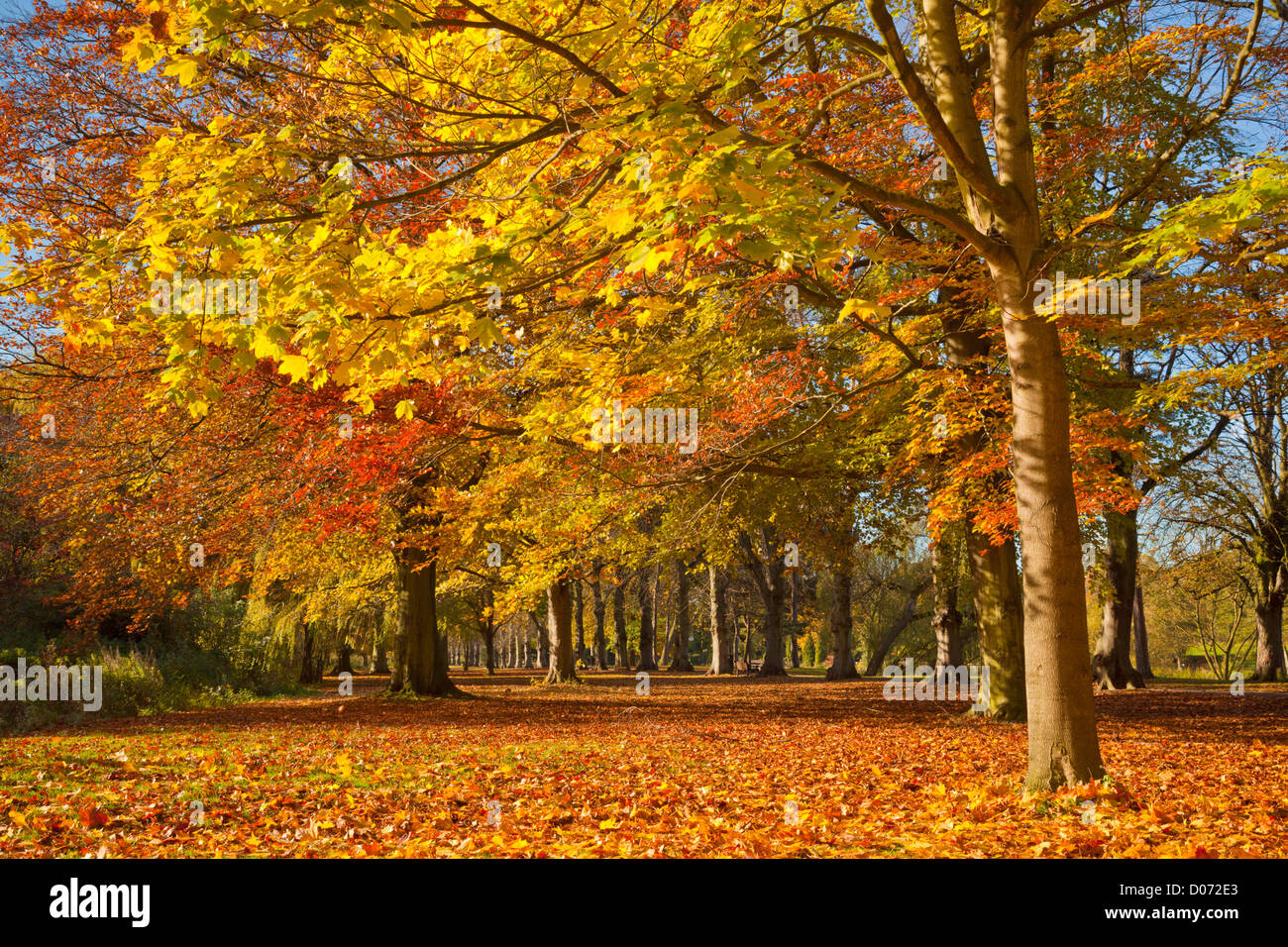 Autumn Tree colori, University Park, Nottingham, Nottinghamshire Regno Unito, Europa, UE Foto Stock