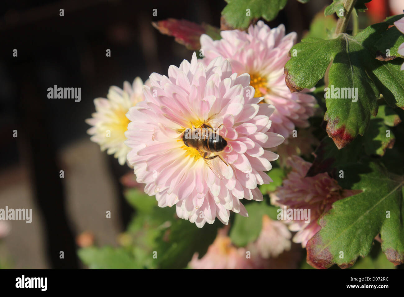 Volare, aria, volare, ala, gamba, flower, rosa, arredamento, bellezza, sun, foglia, verde, giallo Foto Stock