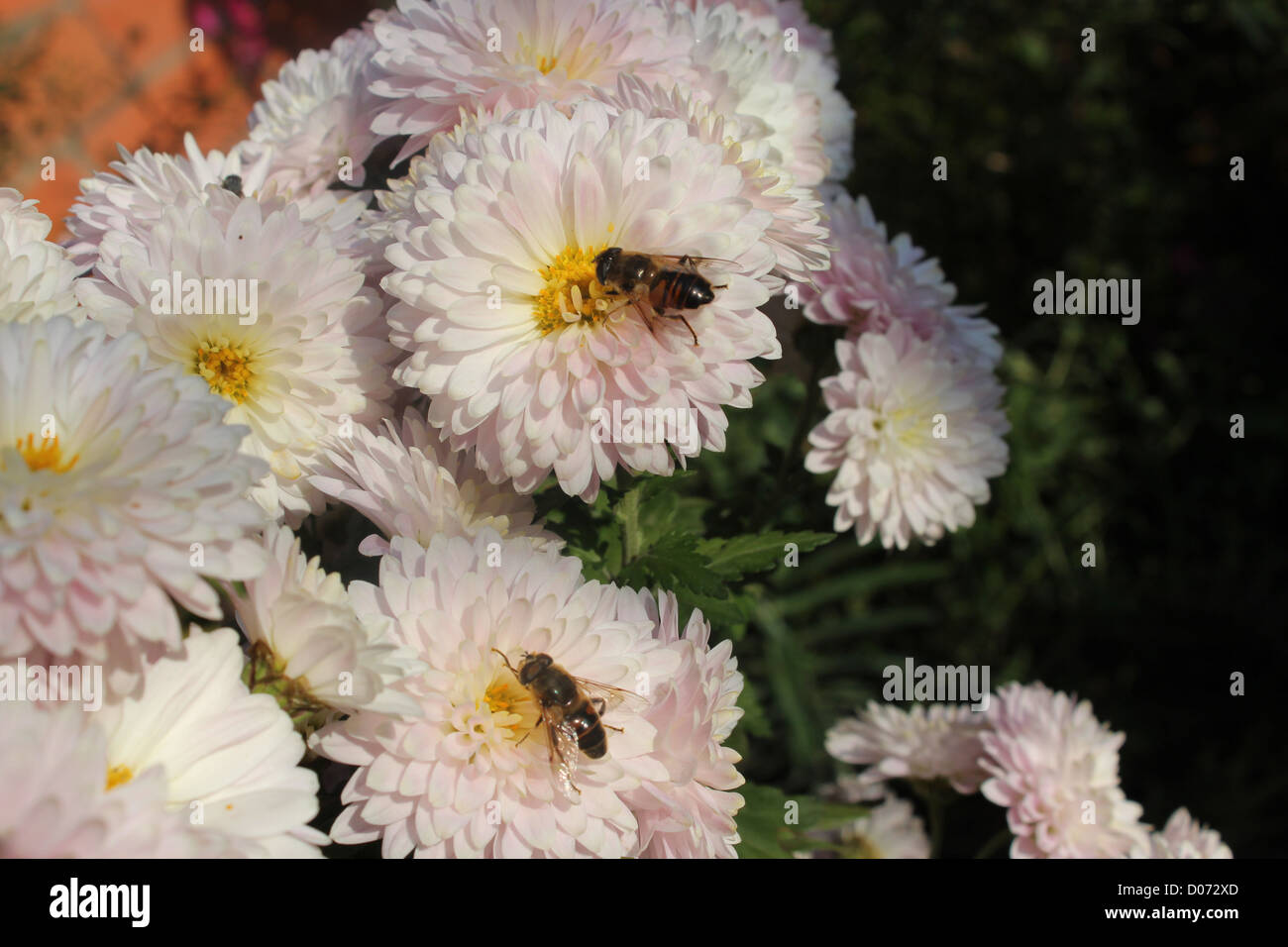 Volare, aria, volare, ala, gamba, flower, rosa, arredamento, bellezza, sun, foglia, verde, giallo Foto Stock