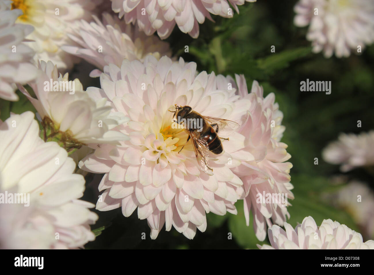 Volare, aria, volare, ala, gamba, flower, rosa, arredamento, bellezza, sun, foglia, verde, giallo Foto Stock