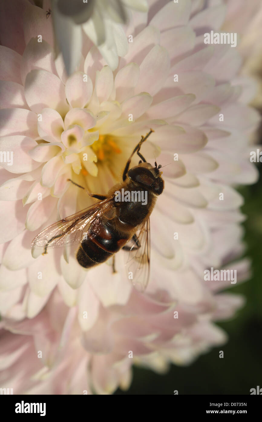 Volare, aria, volare, ala, gamba, flower, rosa, arredamento, bellezza, sun, foglia, verde, giallo Foto Stock