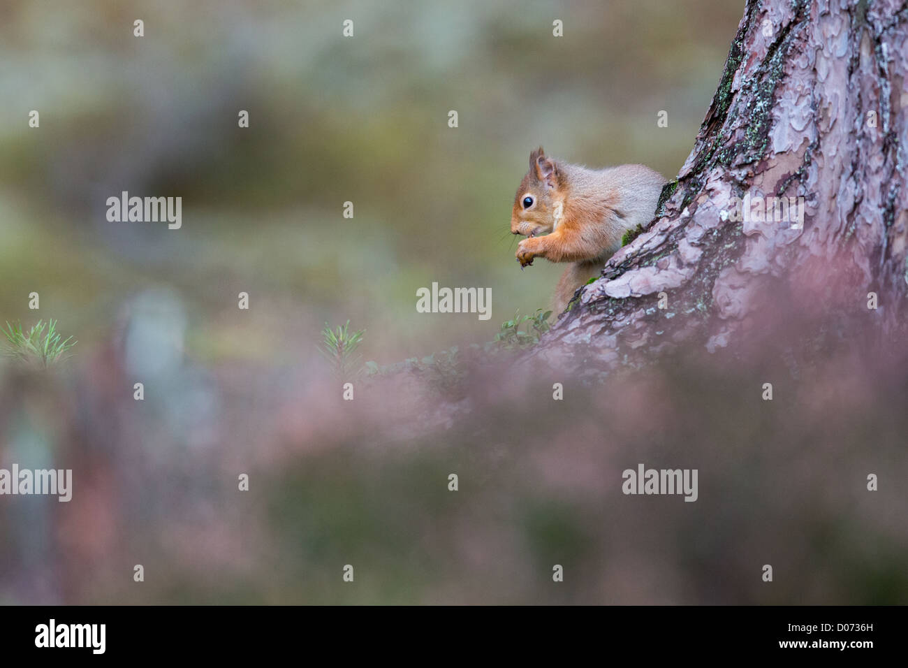 Scoiattolo rosso Sciurus vulgaris seduta su di pino silvestre ceppo di albero di alimentazione con heather, alimentazione autunno, Scotland, Regno Unito Foto Stock