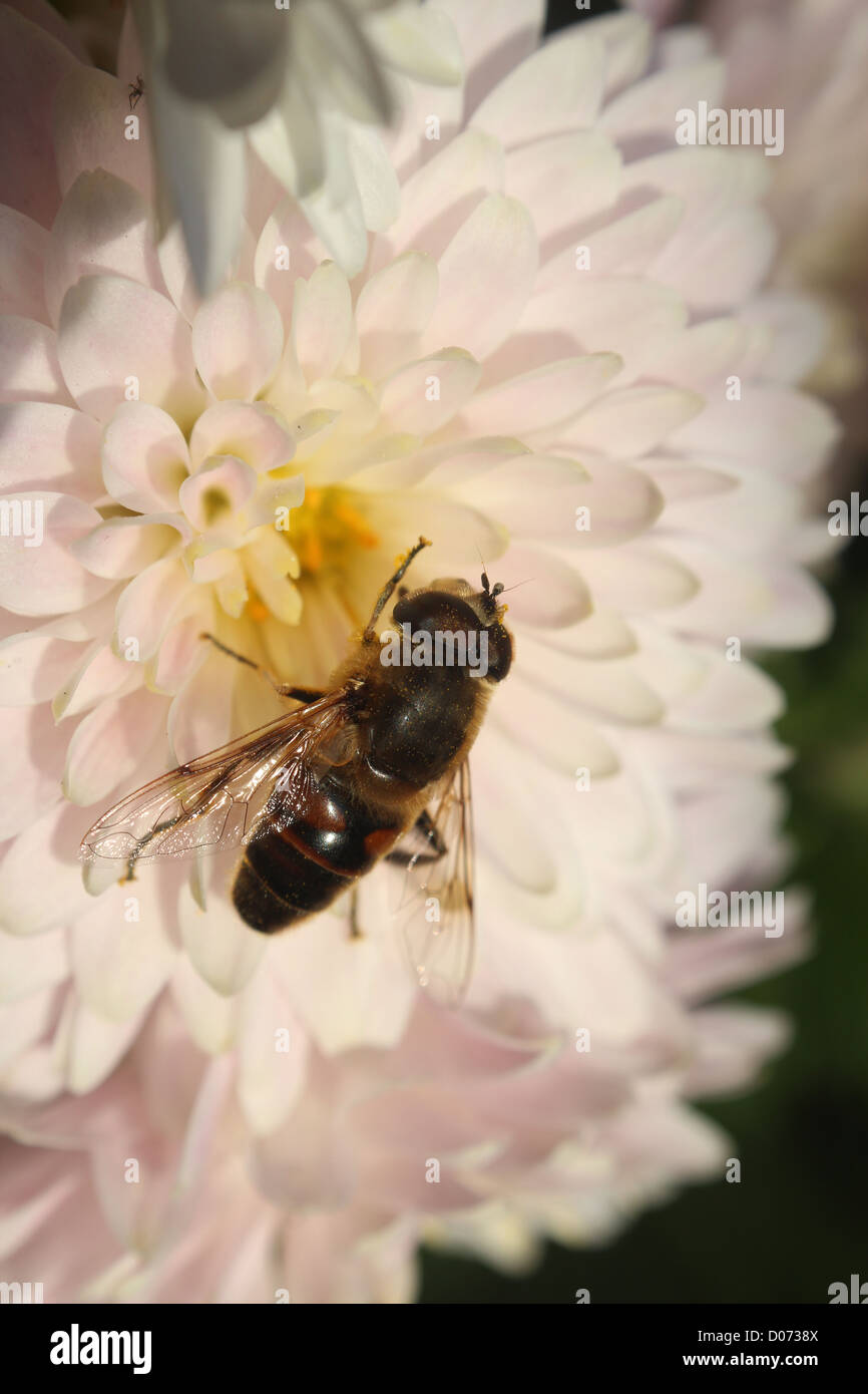 Volare, aria, volare, ala, gamba, flower, rosa, arredamento, bellezza, sun, foglia, verde, giallo Foto Stock