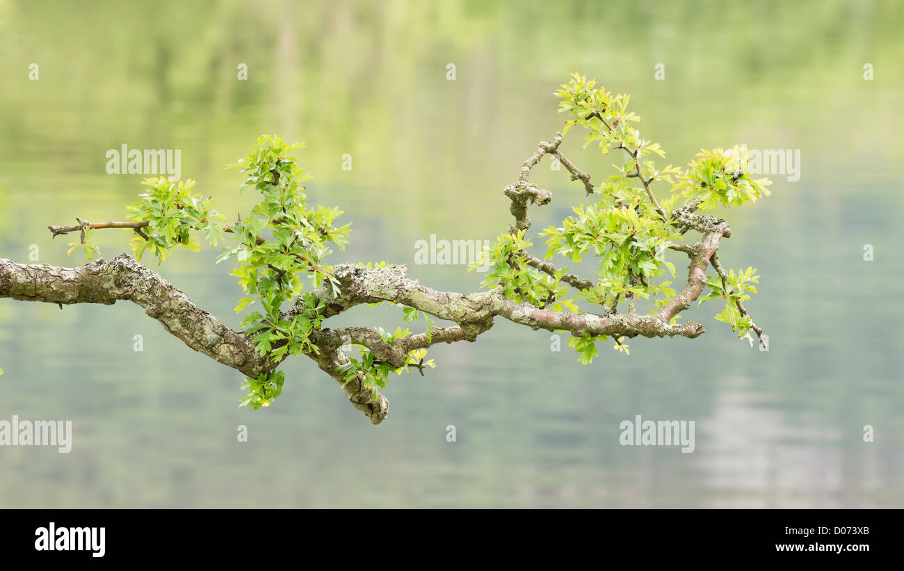 Il ramo di un albero di biancospino con nuove foglie verdi, insieme contro le acque di un lago. Foto Stock