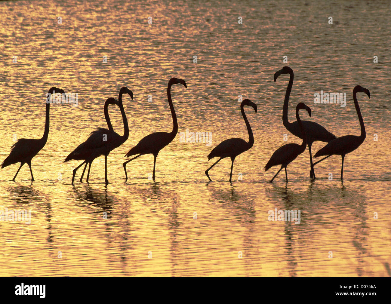 Strutting maggiore fenicotteri stagliano golden acque delle lagune di mangrovie in Cayo Guillermo Cuba Foto Stock