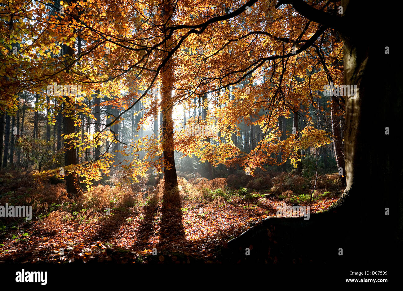 Faggio, marsham boschi, Norfolk, Inghilterra Foto Stock