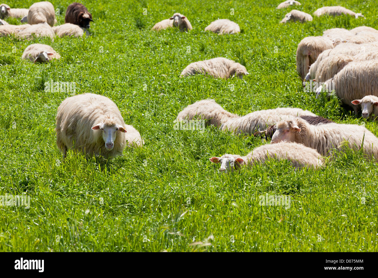 Con i capelli lunghi allevamento di ovini in appoggio sull'erba verde. Sunny summer shot Foto Stock