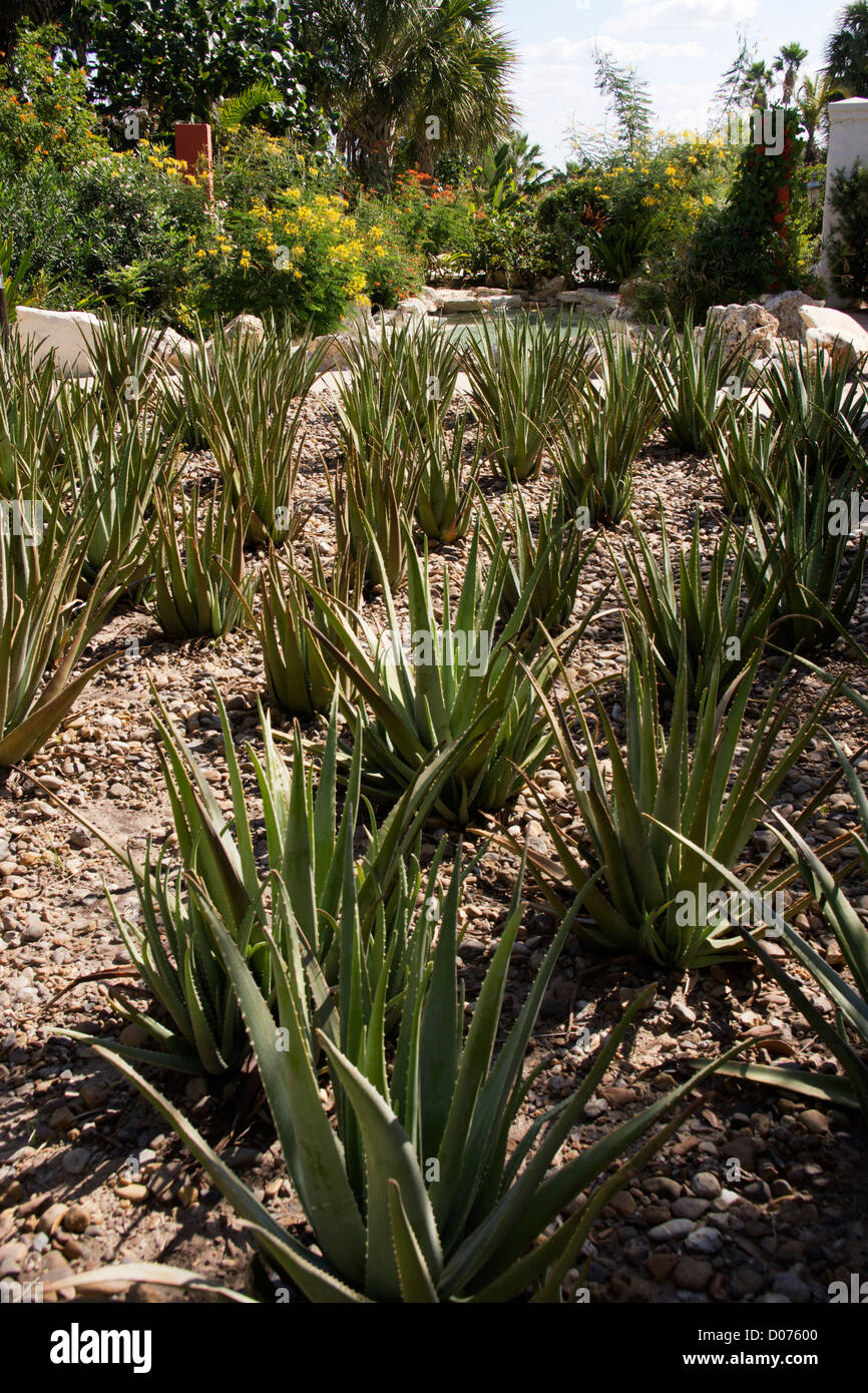 Aloe Vera piante che crescono in un giardino botanico in collina giardini in Hidlago County Texas Foto Stock