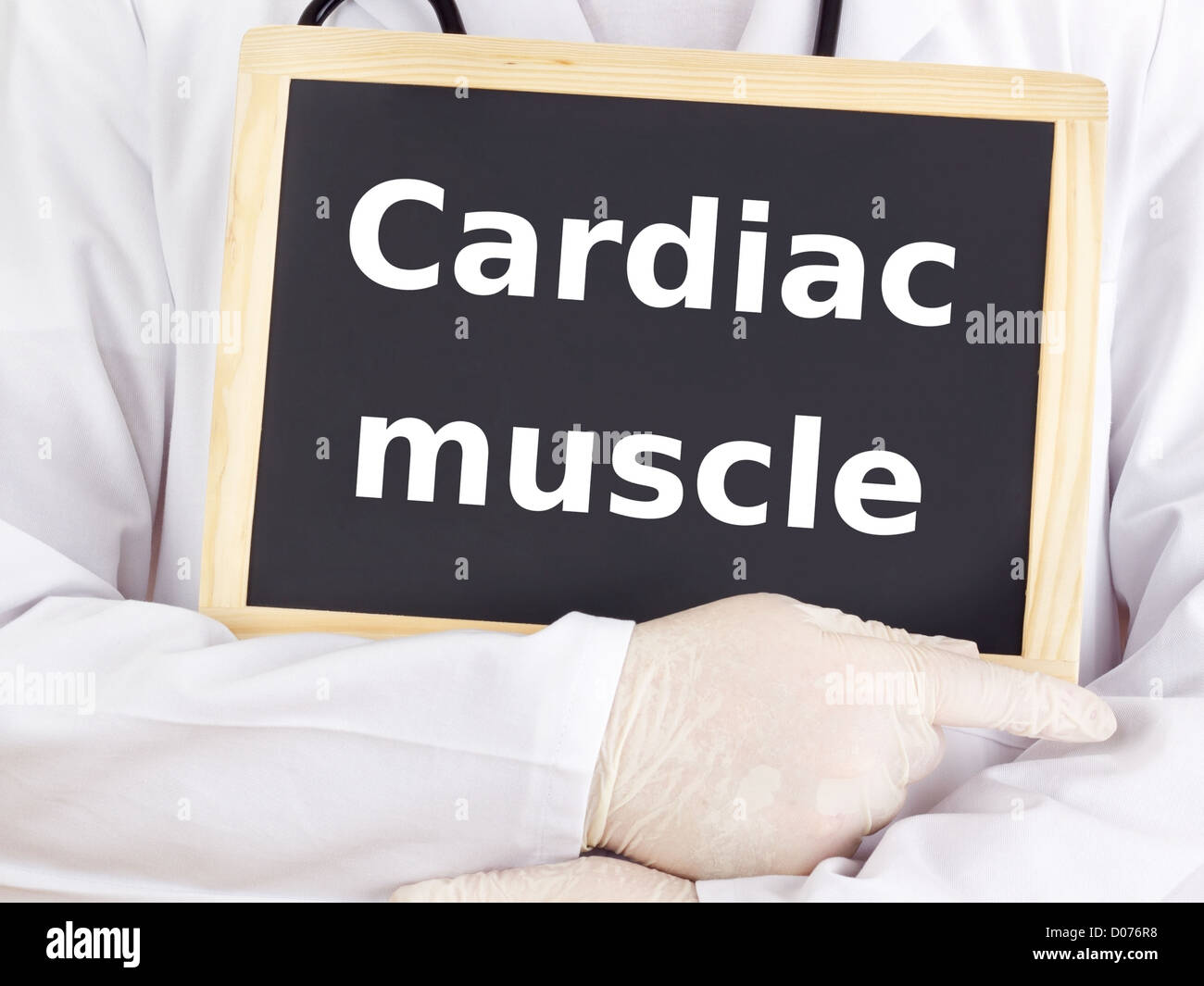 Medico mostra informazioni: il muscolo cardiaco Foto Stock