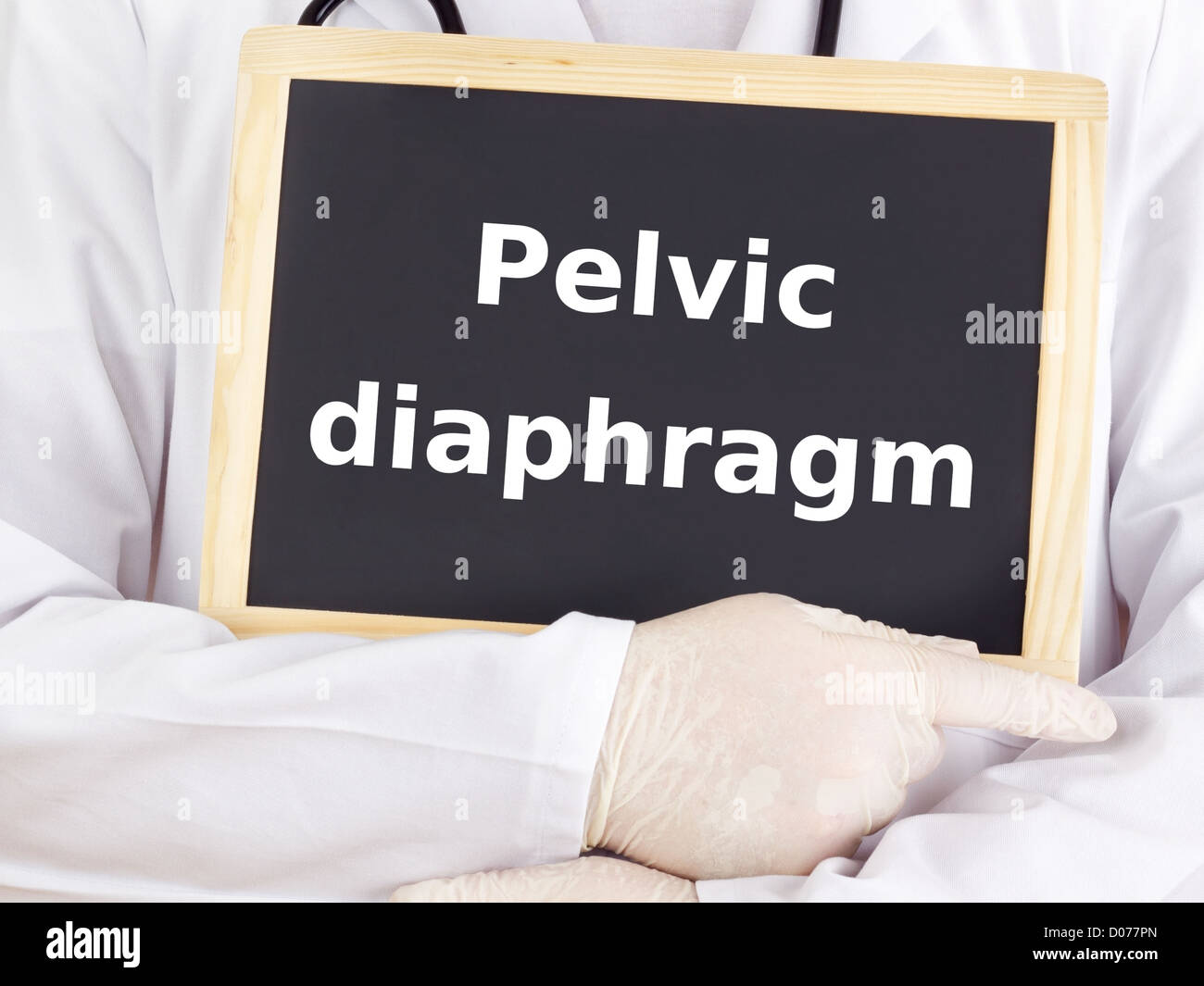 Medico mostra informazioni: diaframma pelvico Foto Stock
