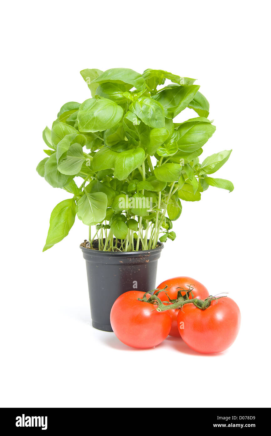 Il basilico fresco piante in vaso nero con pomodori isolati su sfondo bianco Foto Stock