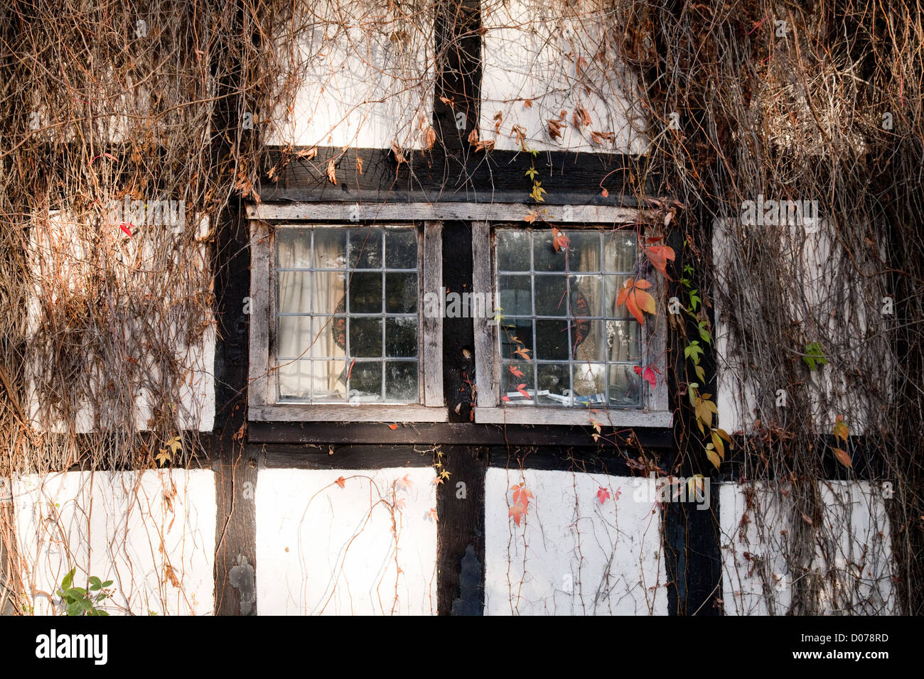 Una finestra di metà medievale casa in legno ricoperta di Edera, Staick House, Eardisland Herefordshire UK Foto Stock