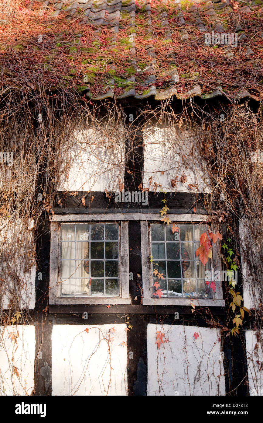 Vecchia finestra di una metà medievale casa in legno ricoperta di Edera, Staick House, Eardisland Herefordshire UK Foto Stock
