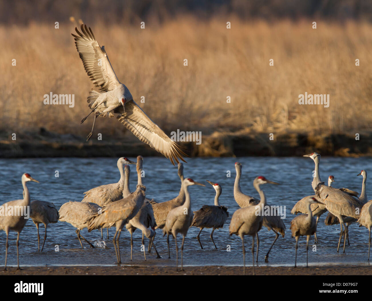 Sandhill gru (Grus canadensis) volare al crepuscolo, Platte river, Nebraska Foto Stock