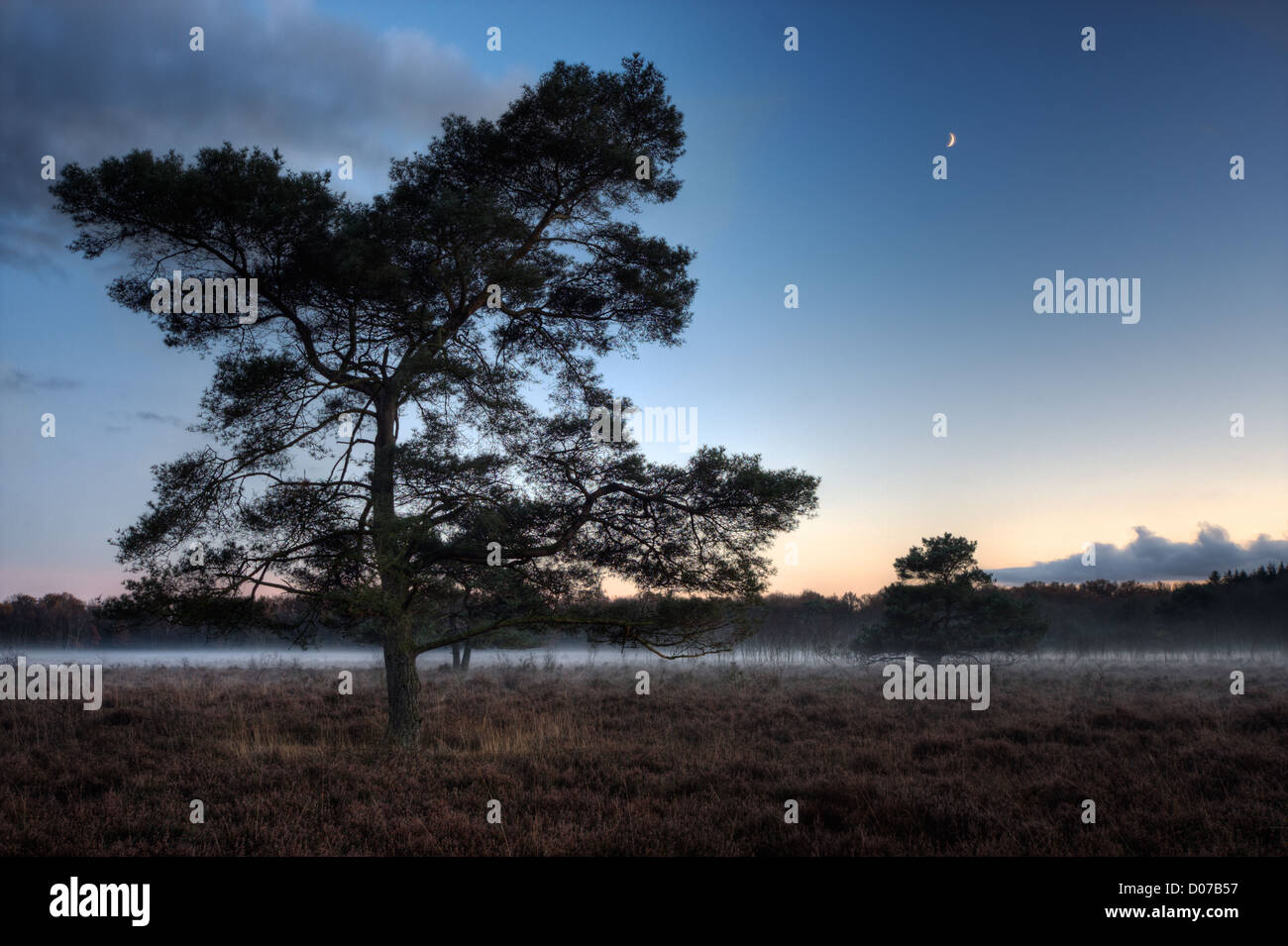 Silhouette di pino silvestre (Pinus sylvestris) in una nebbiosa ormeggiare al calar della sera, la luna nel cielo Foto Stock