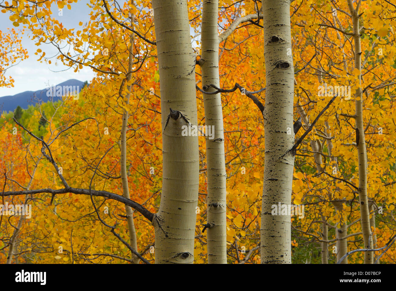 Vacilla aspen in full color, Populus tremuloides, Nuovo Messico montagne rocciose Foto Stock