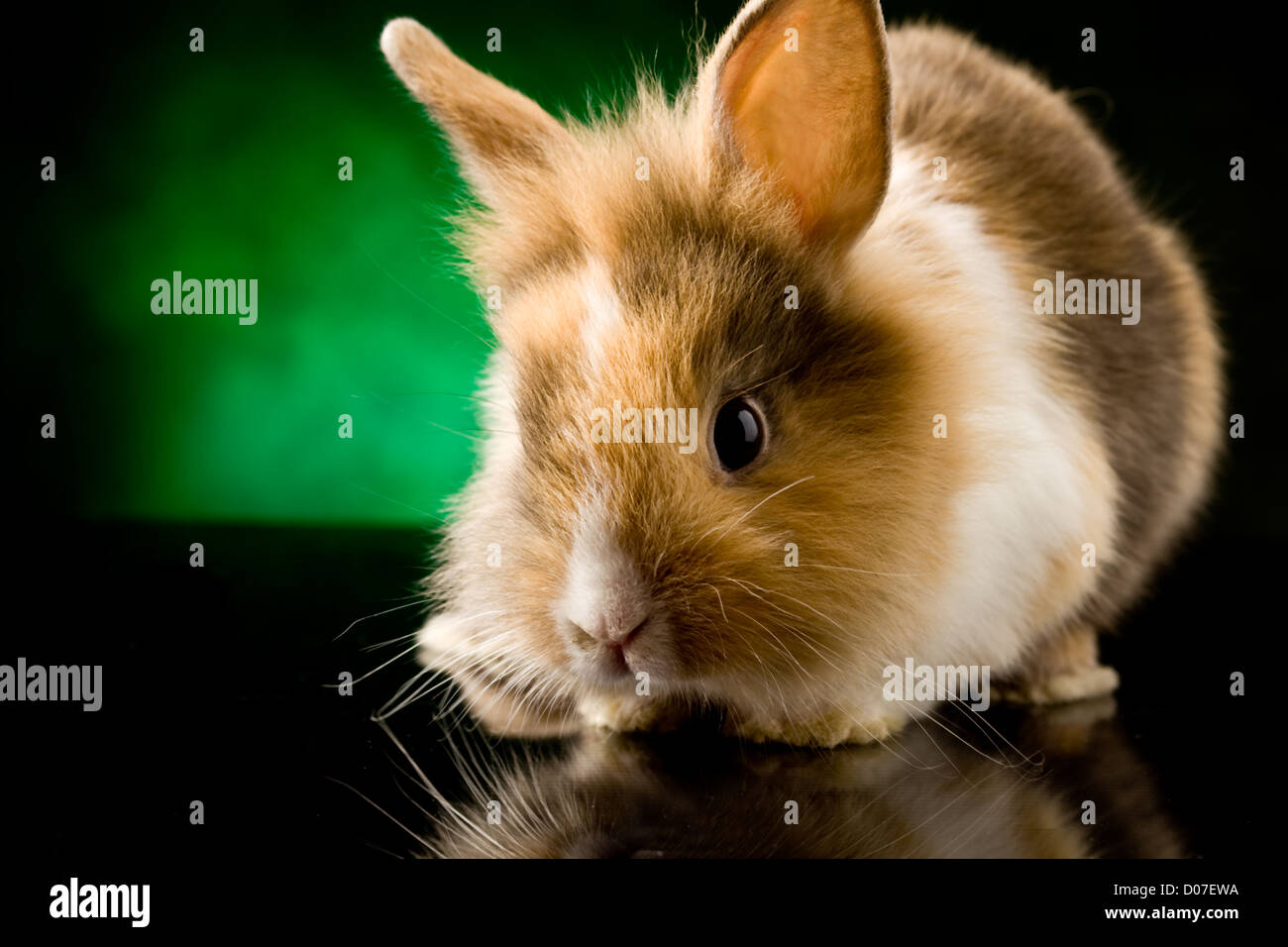 Foto di adorabili coniglio nano con testa di leone nero sul tavolo di vetro Foto Stock