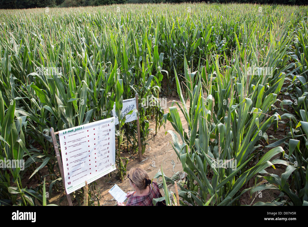 Il labirinto di THIMERAIS IN UN CORNFIELD BASATO SUL TEMA DEL TOUR DE FRANCE SAINT-Sauveur-MARVILLE EURE-ET-LOIR (28) FRANCIA Foto Stock