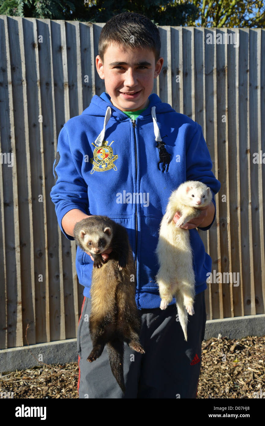 Ragazzo giovane azienda pet furetti, Stanwell Moor, Surrey, England, Regno Unito Foto Stock