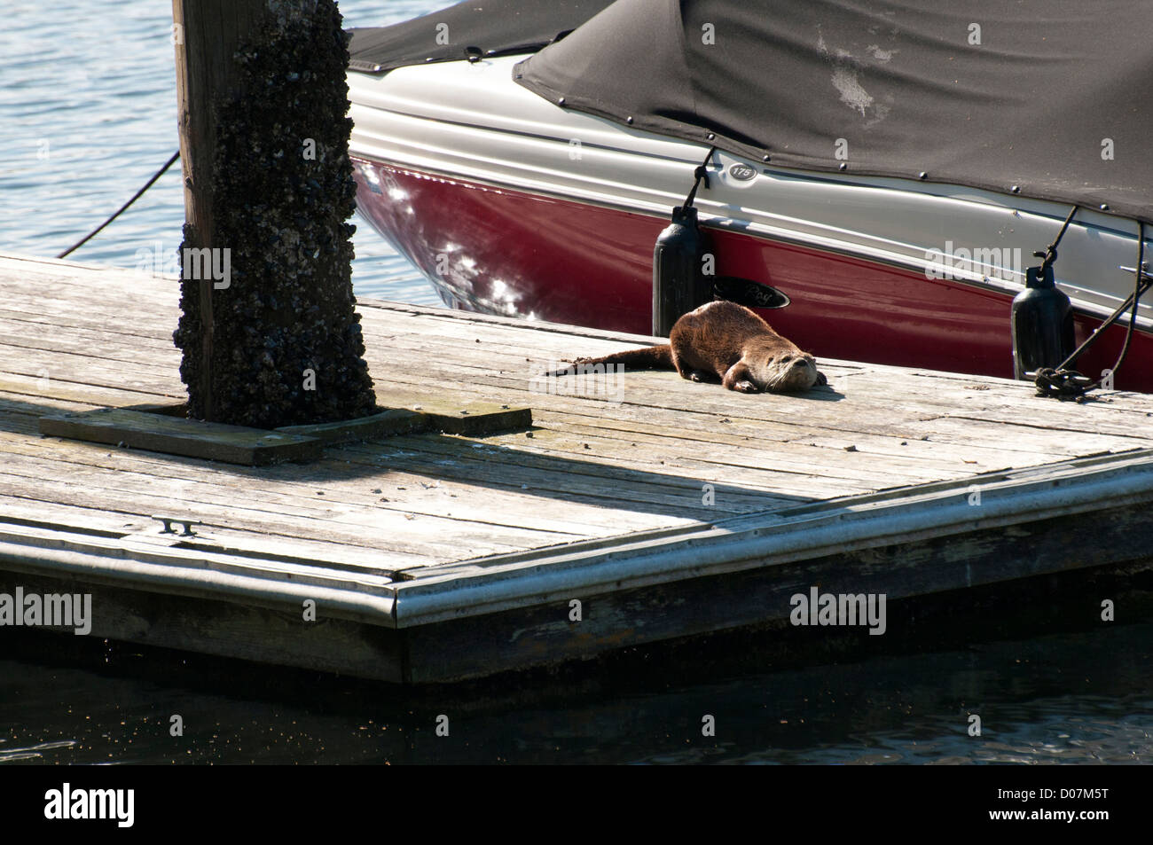 Stati Uniti d'America, WA, Bainbridge Island. Amerian nord Lontra di fiume (Lutra canadensis) può diventare acclimatati per ambienti umani. Foto Stock