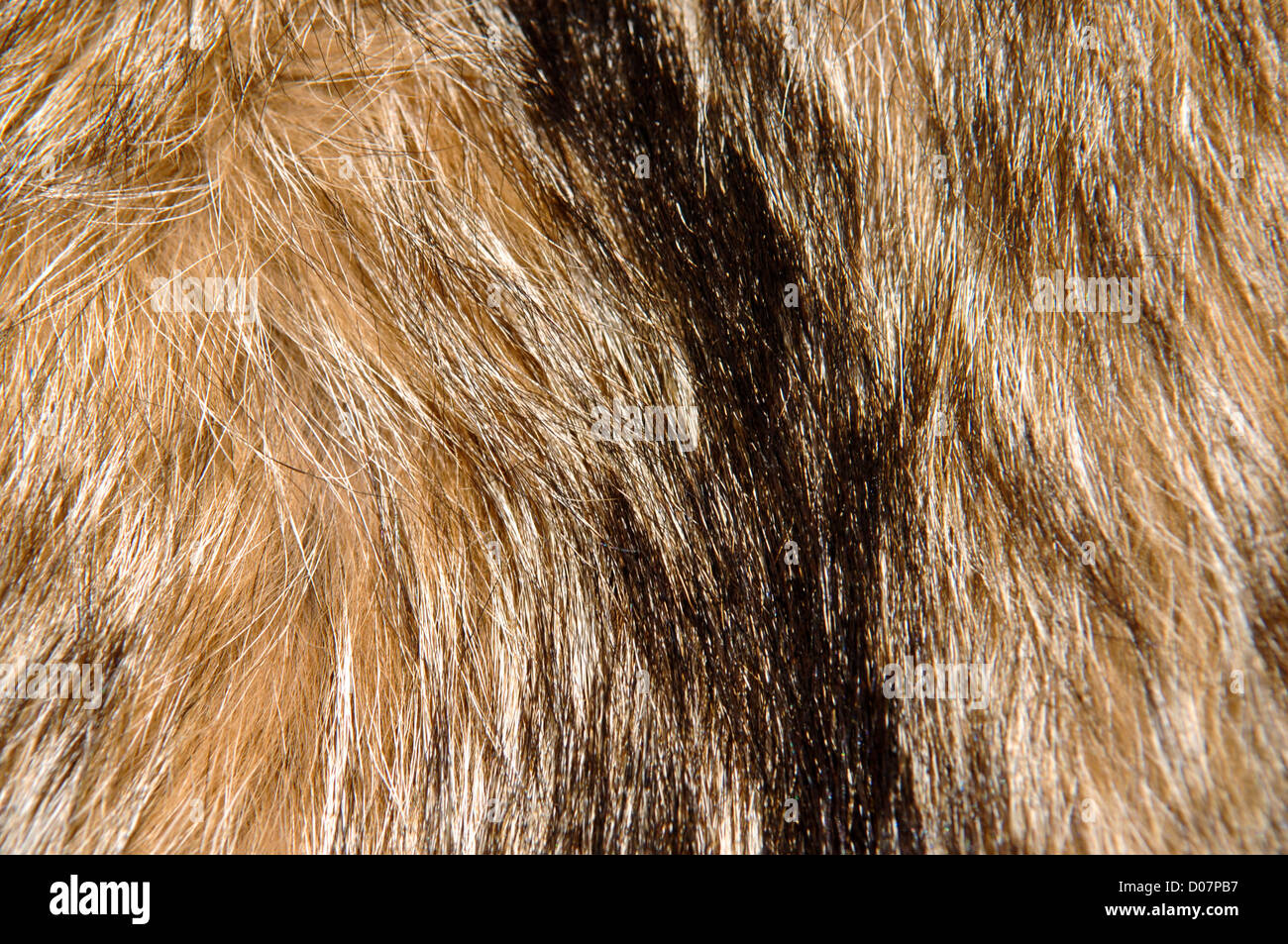 Raccoon Fur Brown e sfondo nero Foto Stock