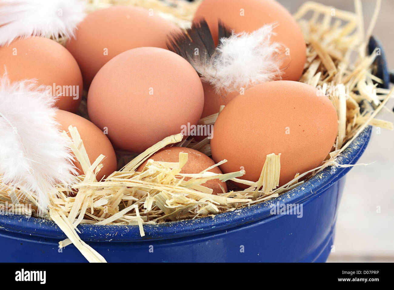 Fresca gamma libera le uova in un nido di paglia. Foto Stock
