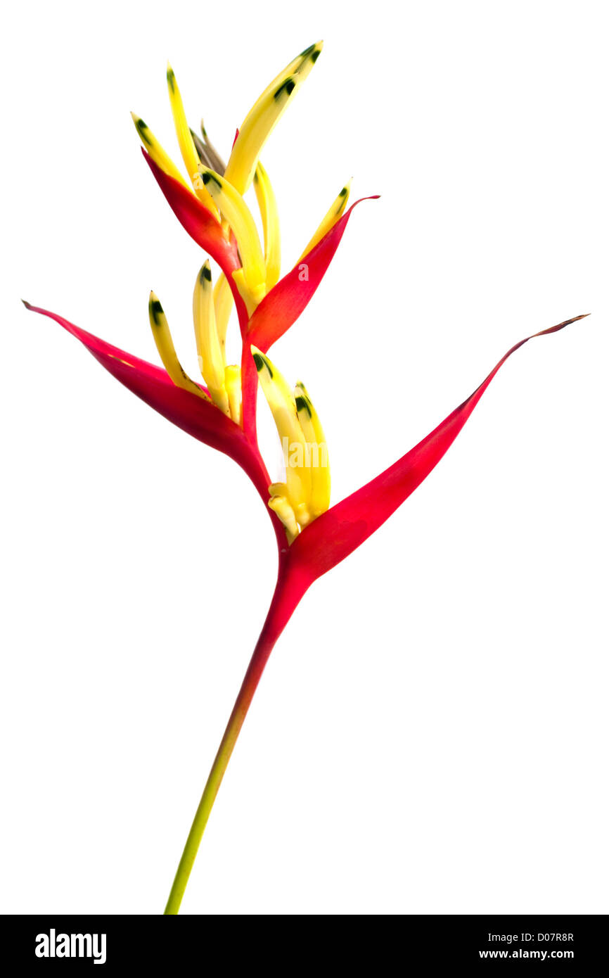 Un uccello del paradiso fiore isolato su uno sfondo bianco. Foto Stock