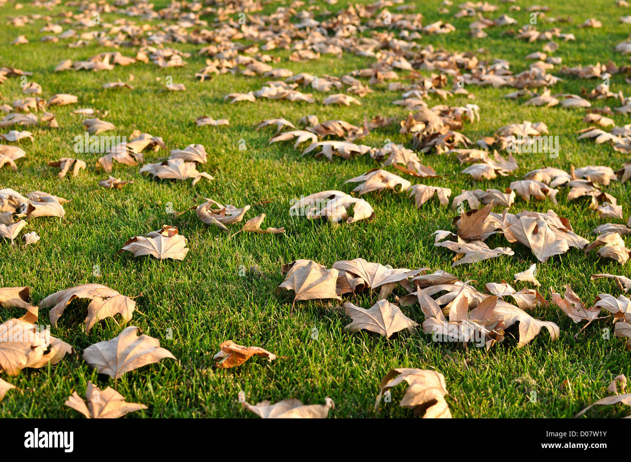 Le foglie essiccate su erba verde in inverno o in autunno Foto Stock