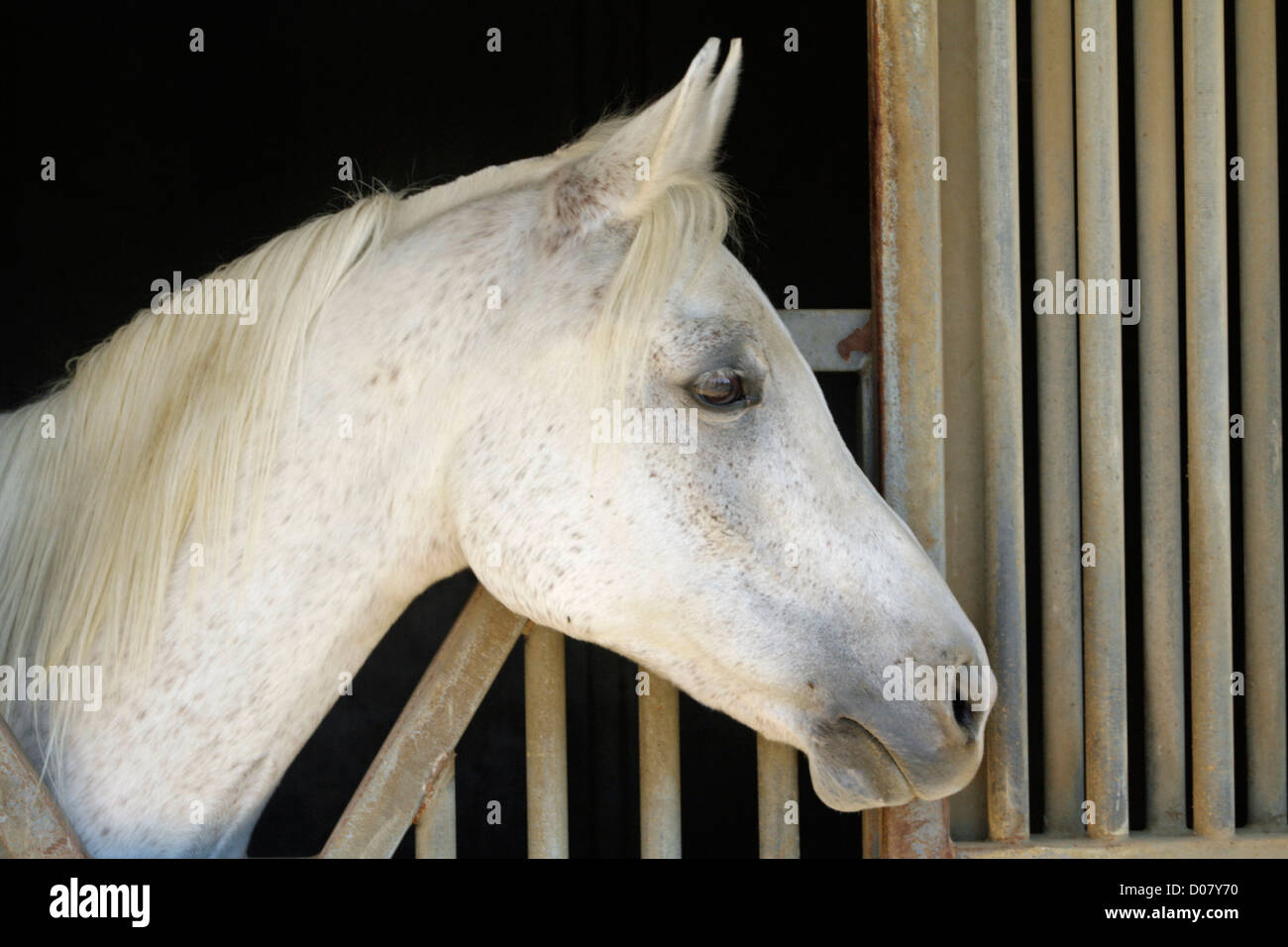 White Arabian Horse che spuntavano di stallo di Equus caballus Foto Stock
