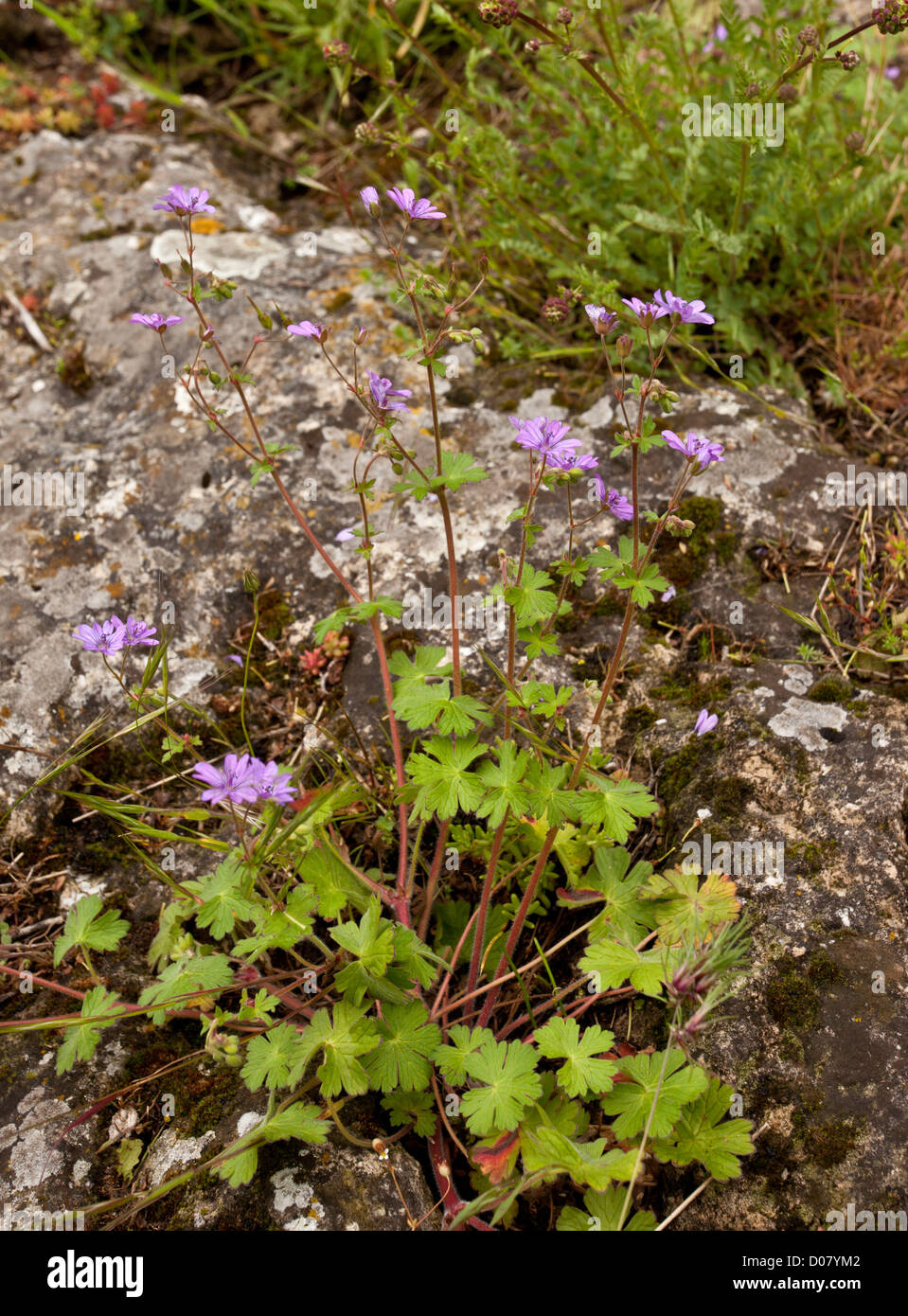 Siepe Cranesbill, Geranium pyrenaicum in fiore. Foto Stock