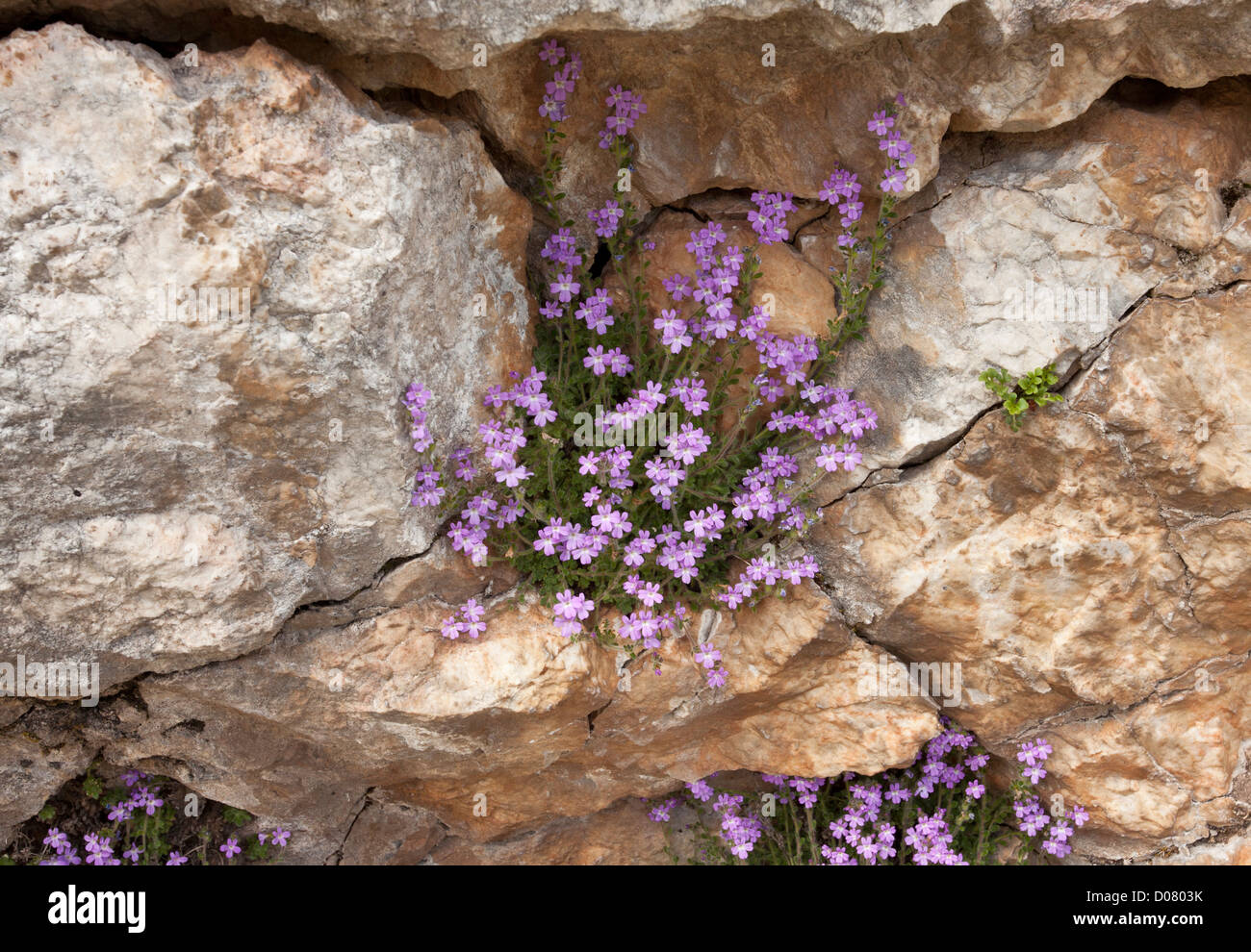 Fairy Foxgloves, Erinus alpinus in fiore sulla roccia calcarea, Picos de Europa, Spagna. Foto Stock