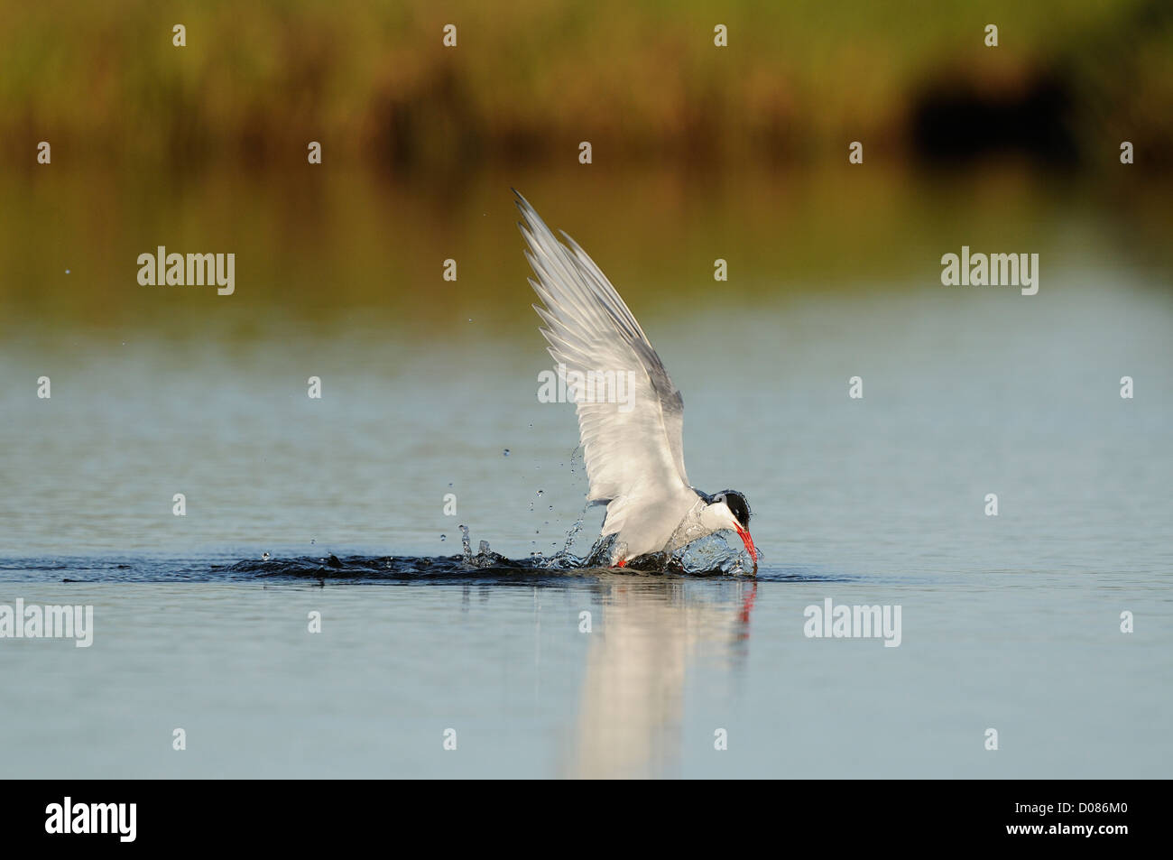 Arctic Tern (sterna paradisaea) emergenti dall'acqua con il cibo, Islanda, Giugno Foto Stock