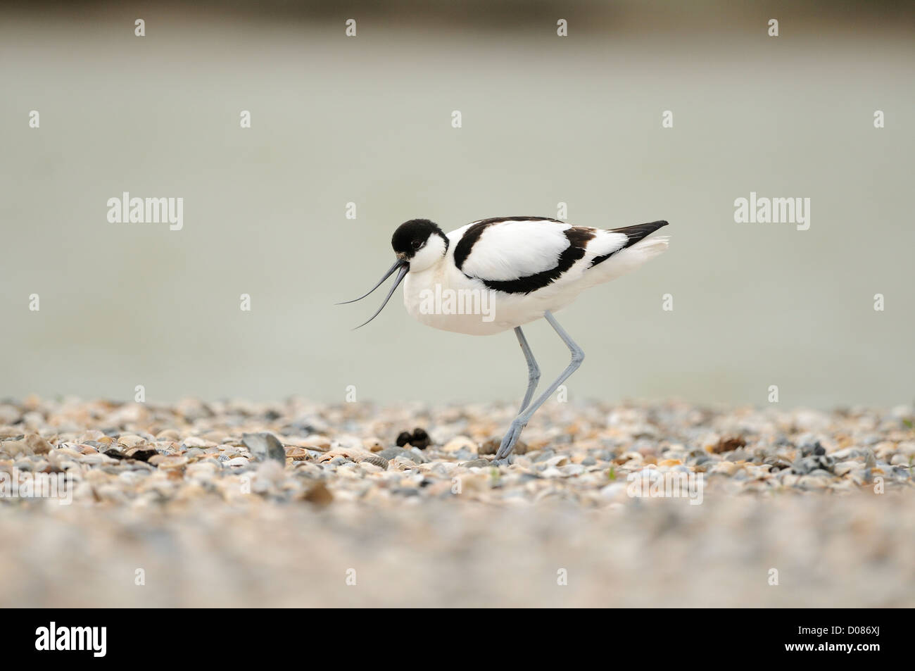 Comunità avocetta (Recurvirostra avosetta) permanente sulla spiaggia di ciottoli, chiamando, Olanda, può Foto Stock