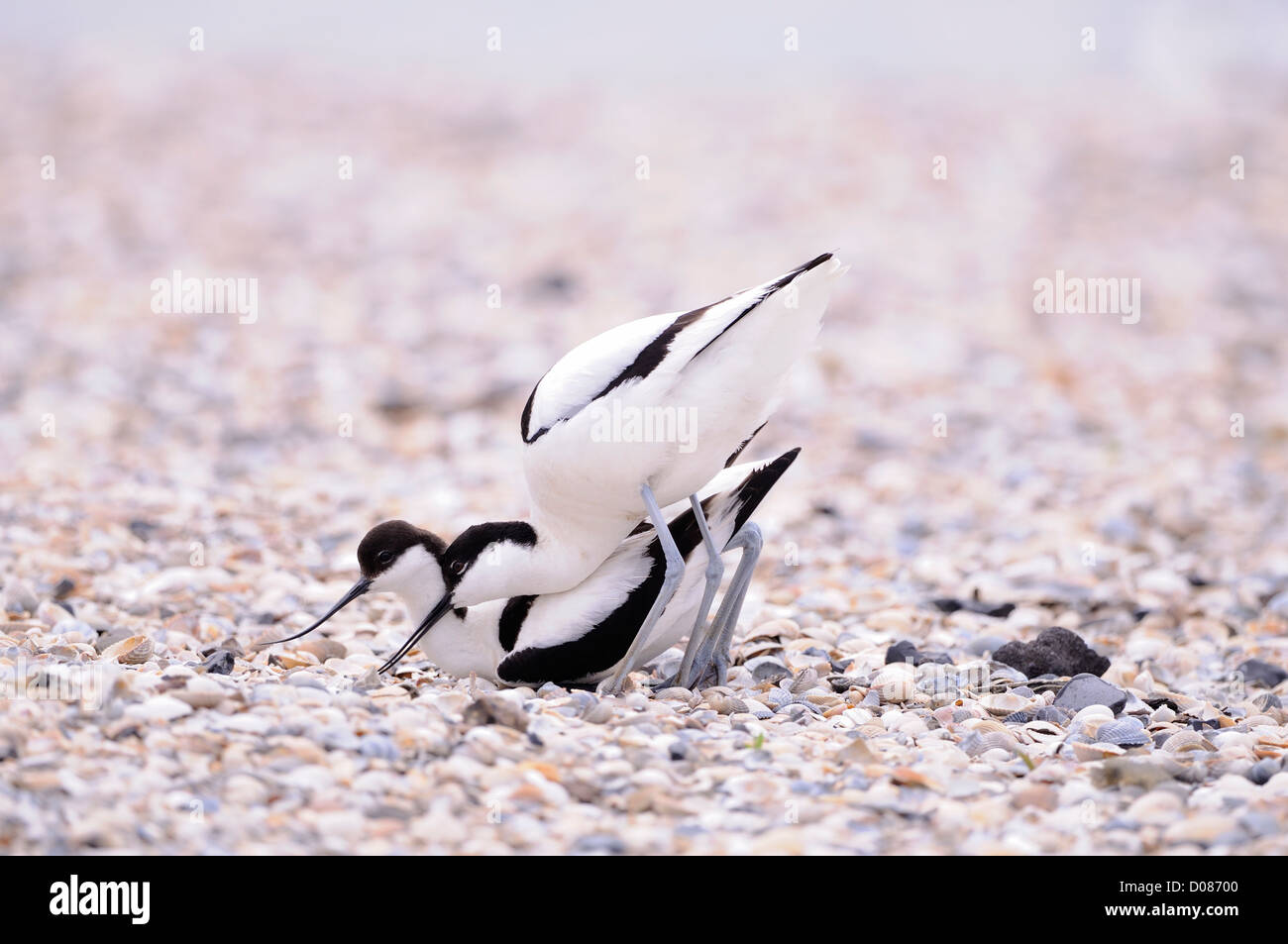 Avocet europea (Recurvirostra avosetta) coppia visualizzando il comportamento di corteggiamento, Olanda, può Foto Stock