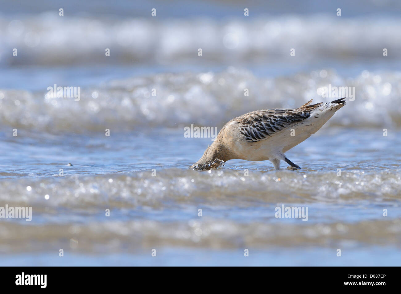 Nero-tailed Godwit (Limosa limosa) in inverno piumaggio, guadare in mare con la testa immersa in cerca di cibo, nello Yorkshire, Englan Foto Stock