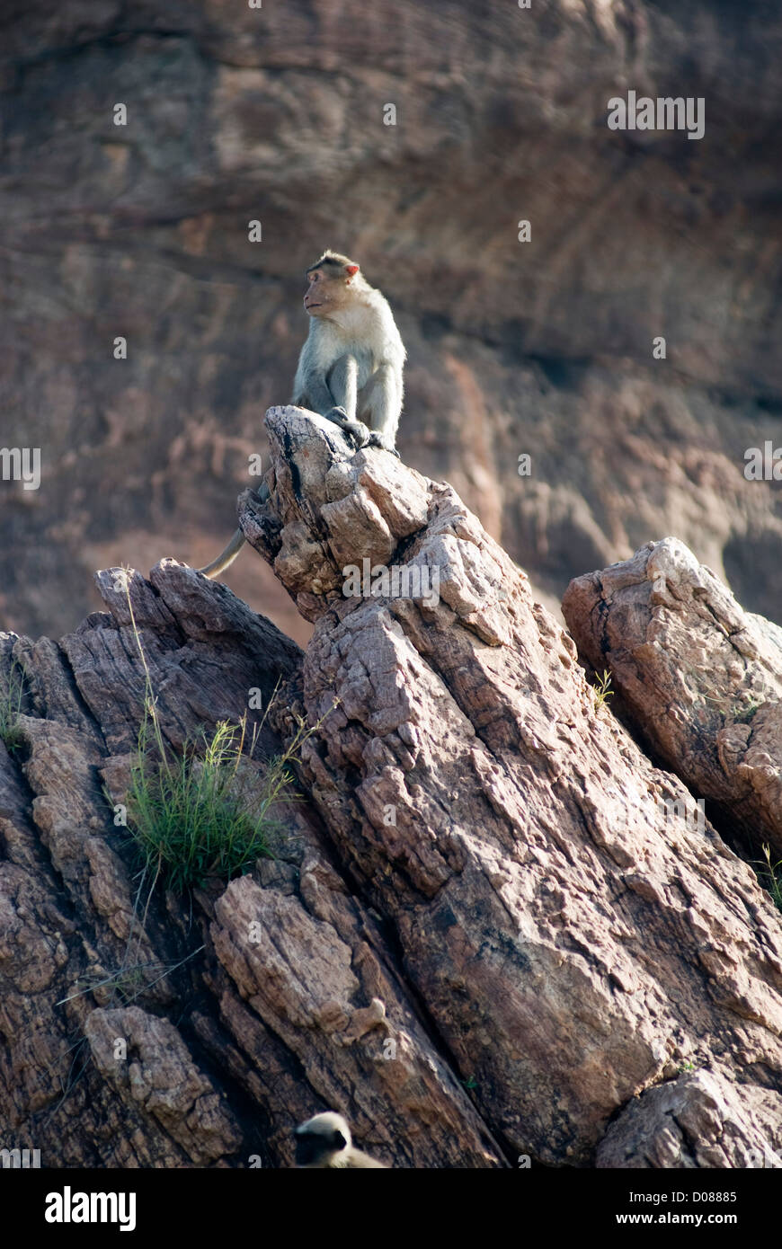 Langurs comune sulle rocce di North Fort, Badami, Karnataka, India Foto Stock