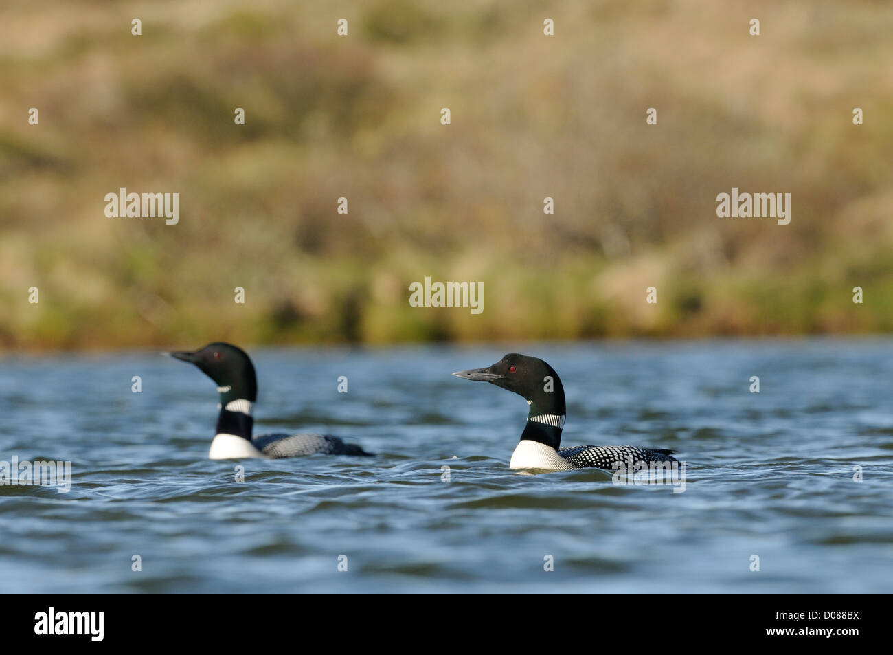Great Northern Diver (Gavia immer) di due uccelli nuoto insieme, in estate piumaggio di allevamento, Lago Myvatn, Islanda, Giugno Foto Stock