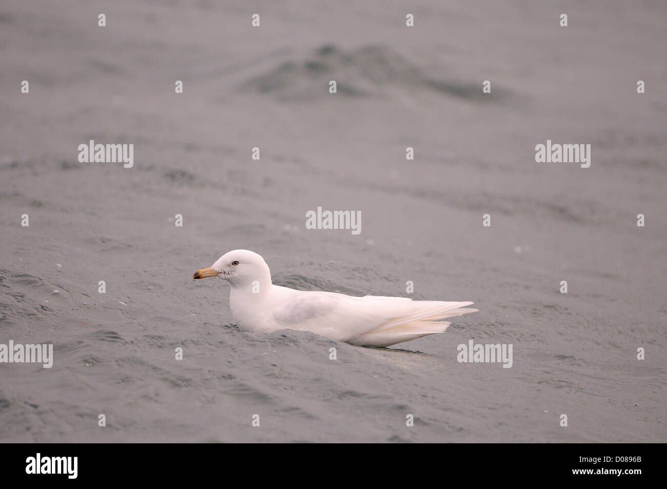 Islanda Gabbiano (Larus glaucoides) seconda estate di uccello, poggiante su acqua, Islanda, Giugno Foto Stock