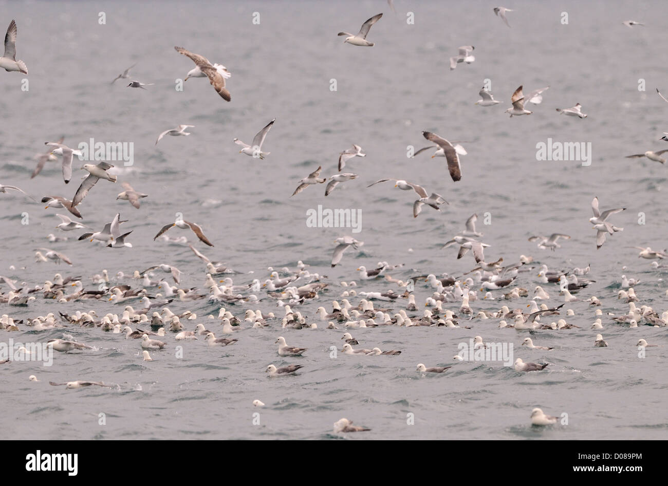 Fulamr settentrionale (Fulmarus glacialis) grande gregge alimentare congiuntamente sulla superficie del mare, Islanda, Giugno Foto Stock