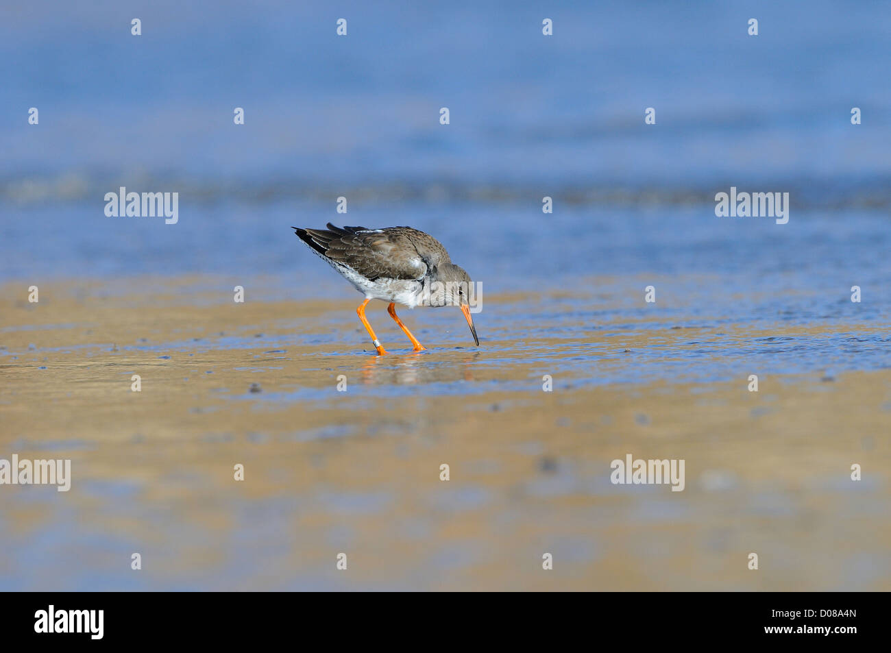 (Redshank Tringa totanus) sulla riva del mare di alimentazione, Yorkshire, Inghilterra, Febbraio Foto Stock