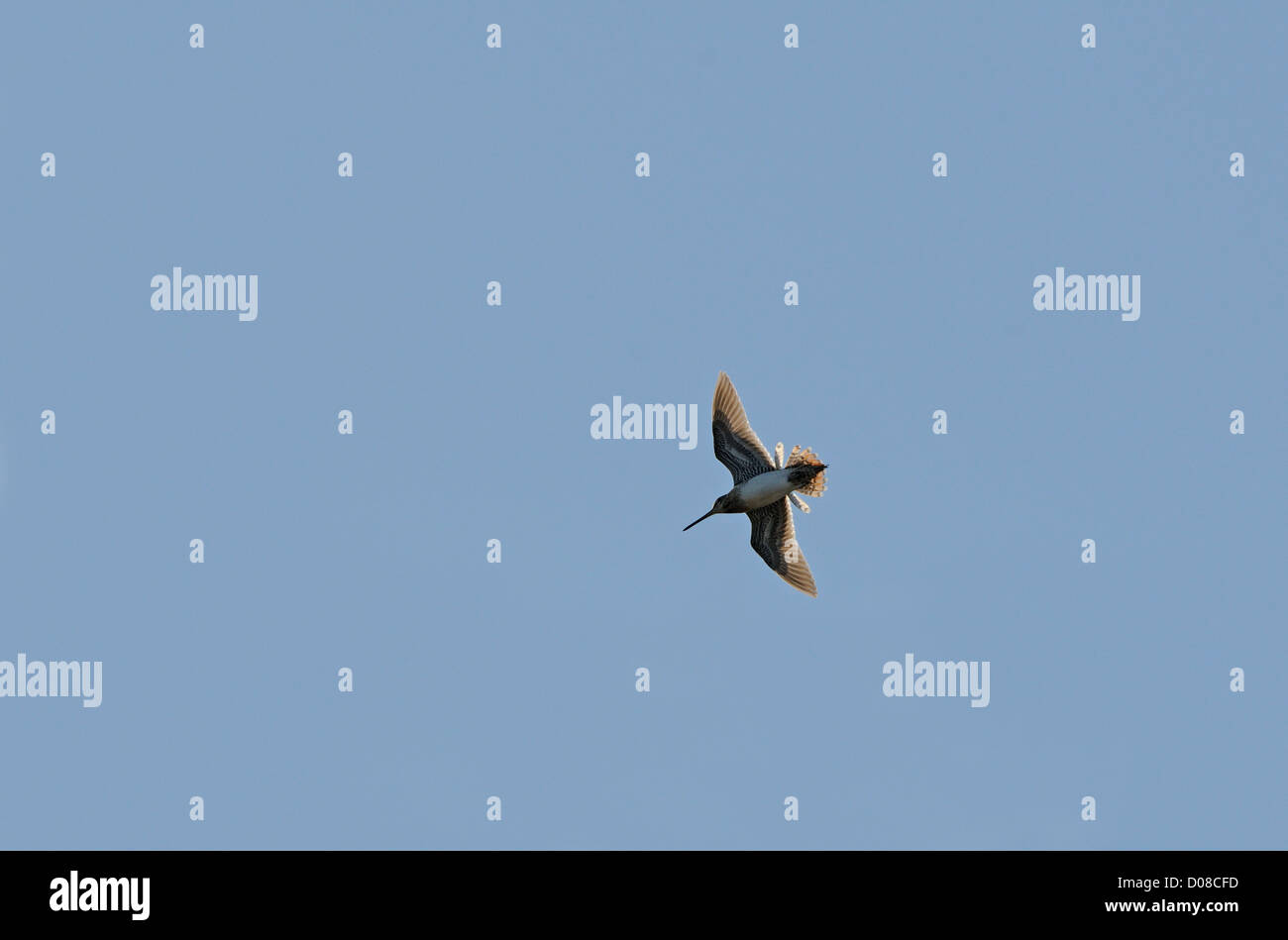 Beccaccino (Gallinago gallinago) in volo, drumming che mostra la diffusione esterna delle piume di coda, Islanda, Giugno Foto Stock