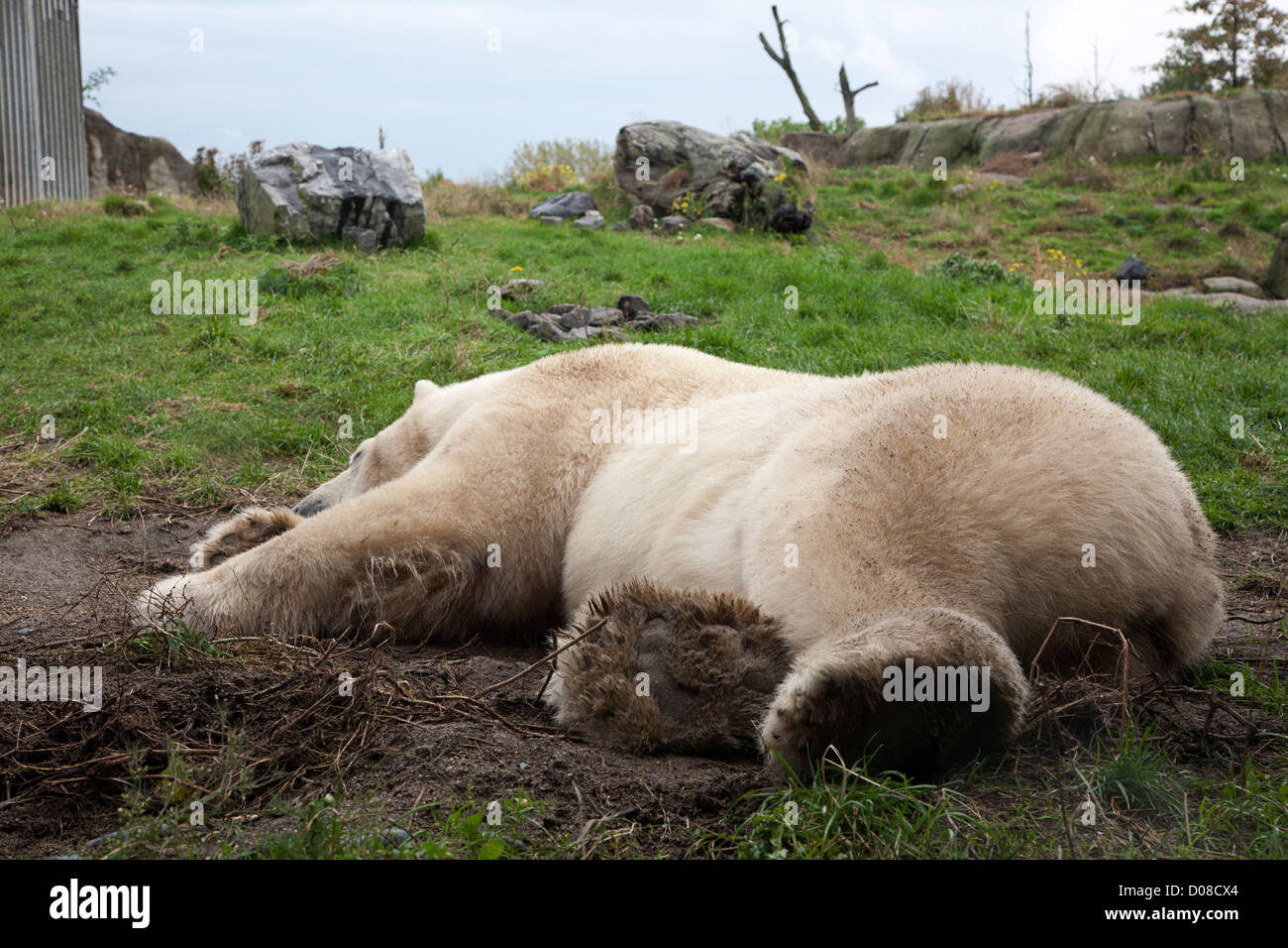 Sleeping orso polare, Blijdorp Zoo di Rotterdam Paesi Bassi Foto Stock