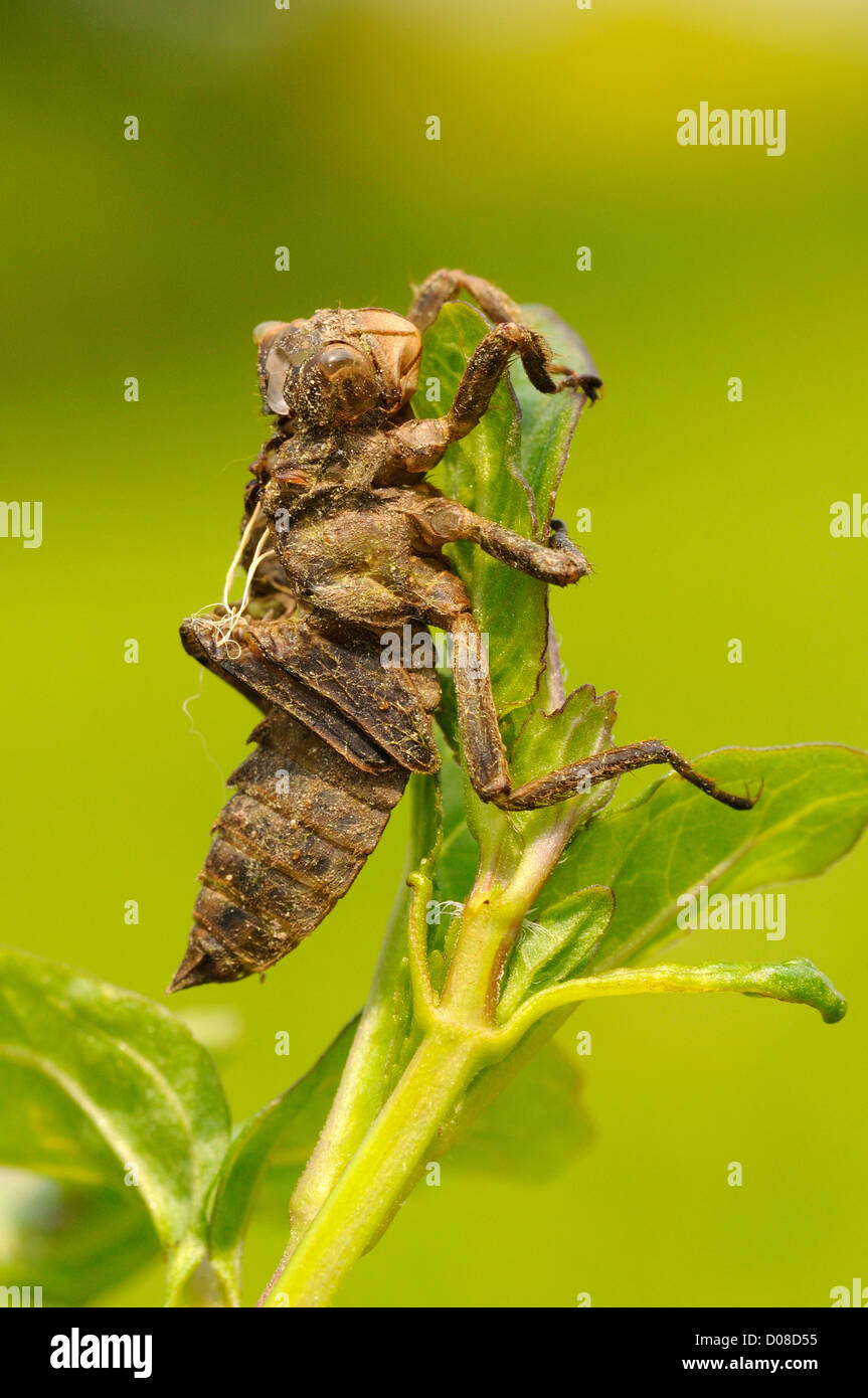 Ampia corposo Chaser Dragonfly (Libellula depressa) vuoto caso larvale o exuviae aggrappati alla vegetazione acquatica, Oxfordshire, Eng Foto Stock