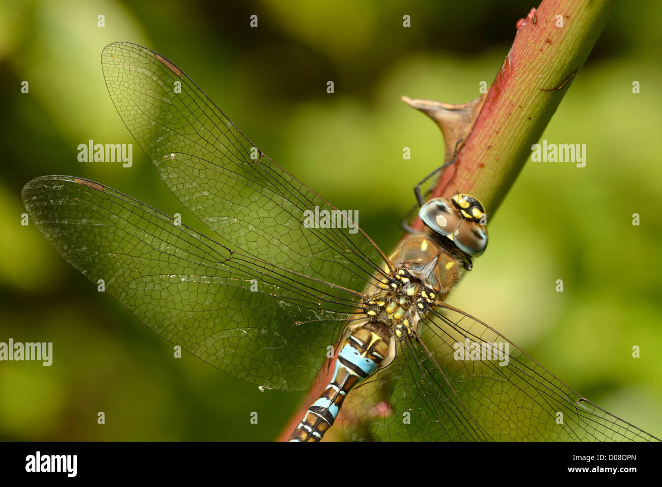 Migrant Hawker Dragonfly (Aeshna mixta) close-up di appoggio maschio, Barnes, Inghilterra, Settembre Foto Stock