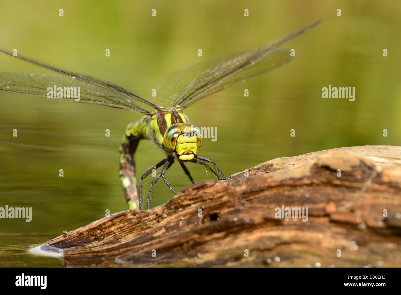 Southern Hawker Dragonfly (Aeshna cycnea) femmina deposizione delle uova in legno marcescente, Oxfordshire, Inghilterra, Agosto Foto Stock