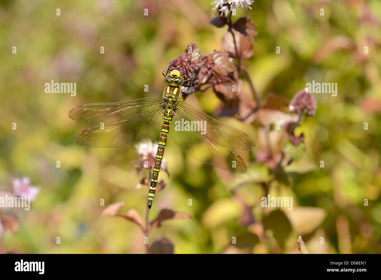 Southern Hawker Dragonfly (Aeshna cycnea) femmina in appoggio sulla vegetazione acquatica, Oxfordshire, Inghilterra, Settembre Foto Stock