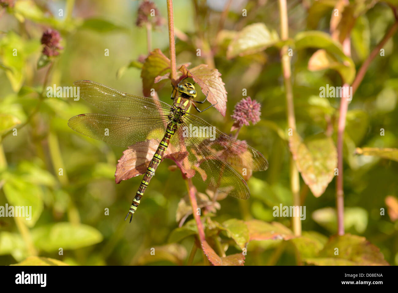 Southern Hawker Dragonfly (Aeshna cycnea) femmina in appoggio sulla pianta watermint, Oxfordshire, Inghilterra, Settembre Foto Stock