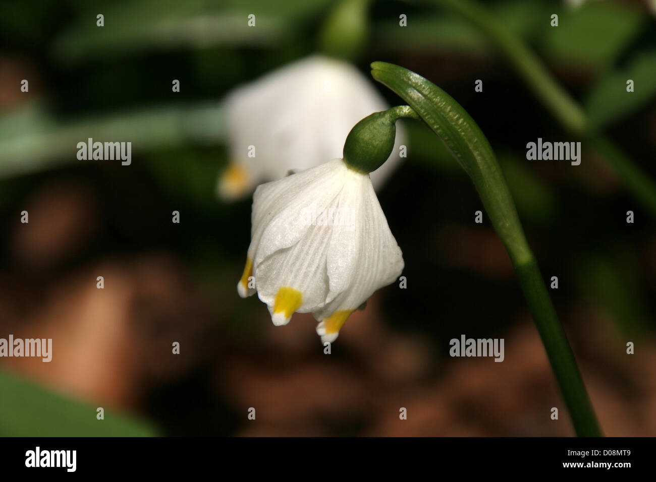 Il simbolo del fiocco di neve di fiori selvatici Foto Stock